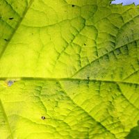 Tiny-Black-Spots-On-Underside-Of-Leaves_-Cause-Fix