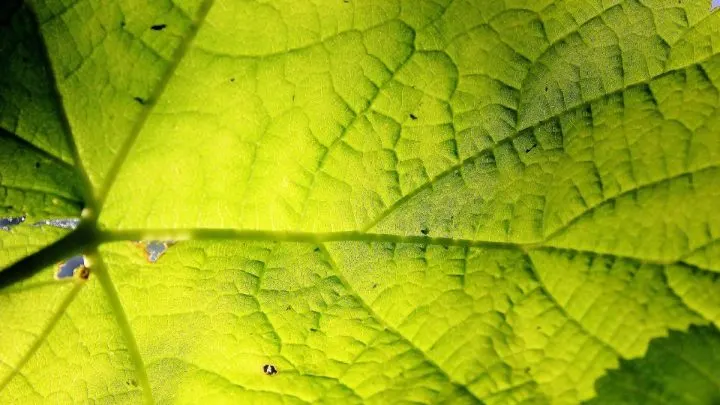 What Causes Tiny Black Spots on Leaf Undersides and How to Fix Them