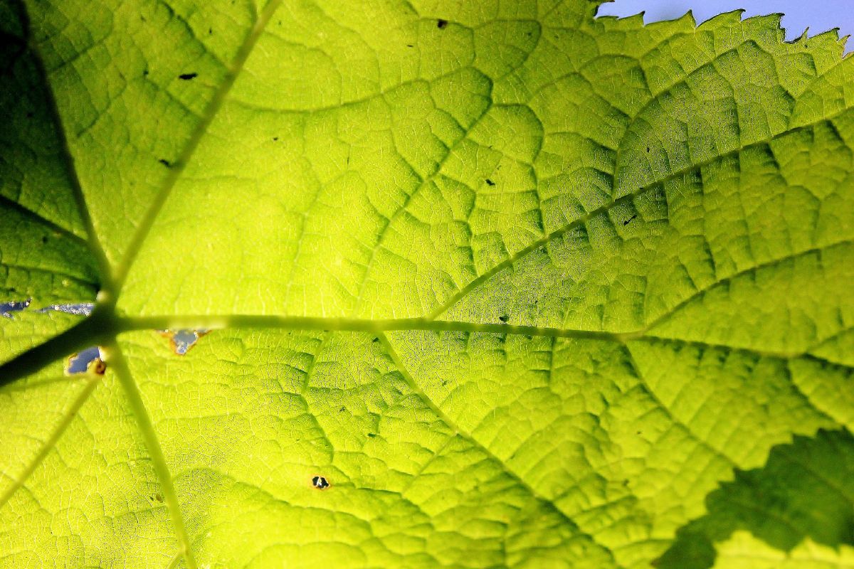 black spots on underside of leaves Archives Plantisima