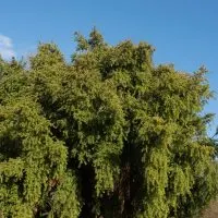 Weeping-Podocarpus-Care-Of-A-Green-Cloud-min