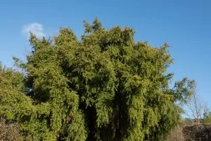 Weeping-Podocarpus-Care-Of-A-Green-Cloud-min