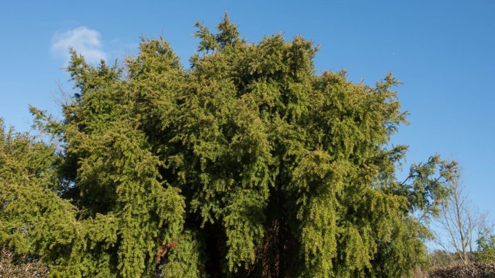 Weeping Podocarpus: Care Of A Green Cloud