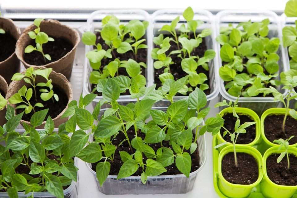How Many Plants In Flat Best Flowers For The Flat Flowers Plantisima