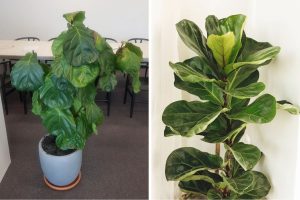 What Causes Fiddle Leaf Fig Leaves to Droop and How to Fix It