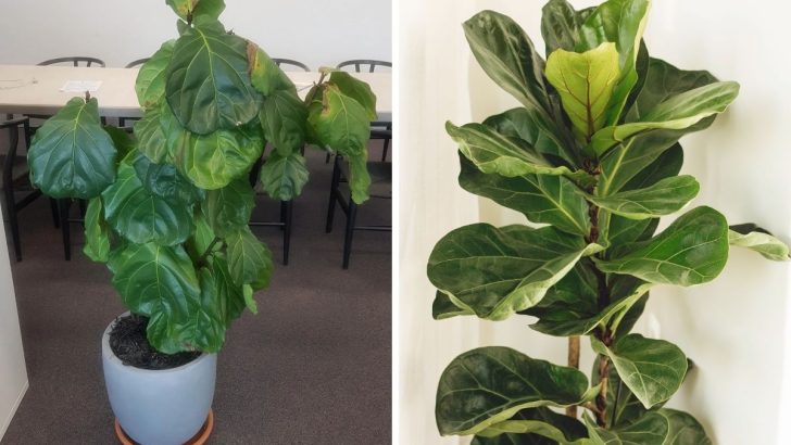 What Causes Fiddle Leaf Fig Leaves to Droop and How to Fix It