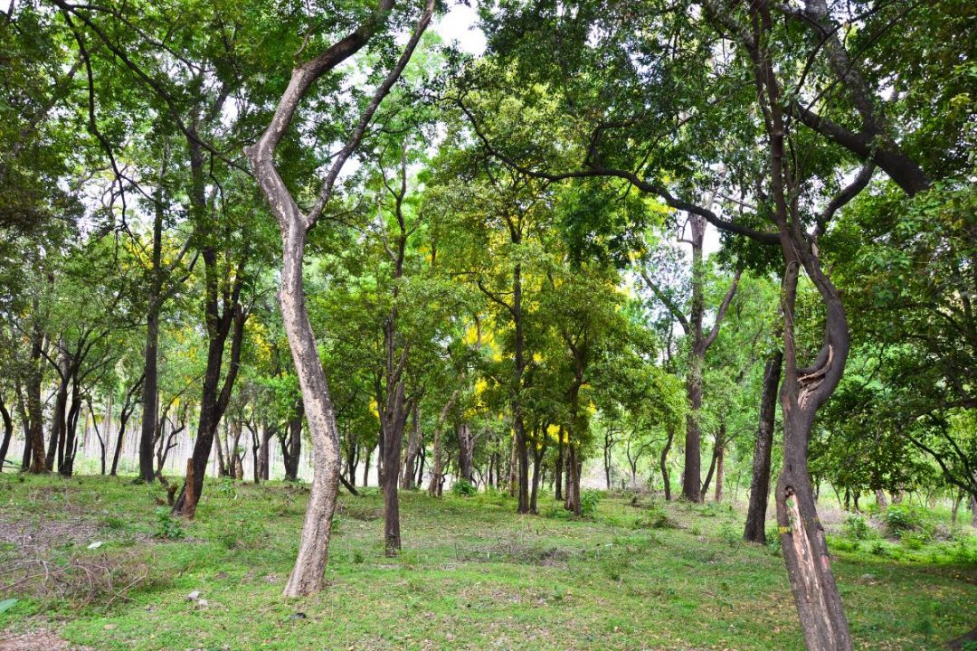 Most Expensive Tree Sandalwood Tree And Others