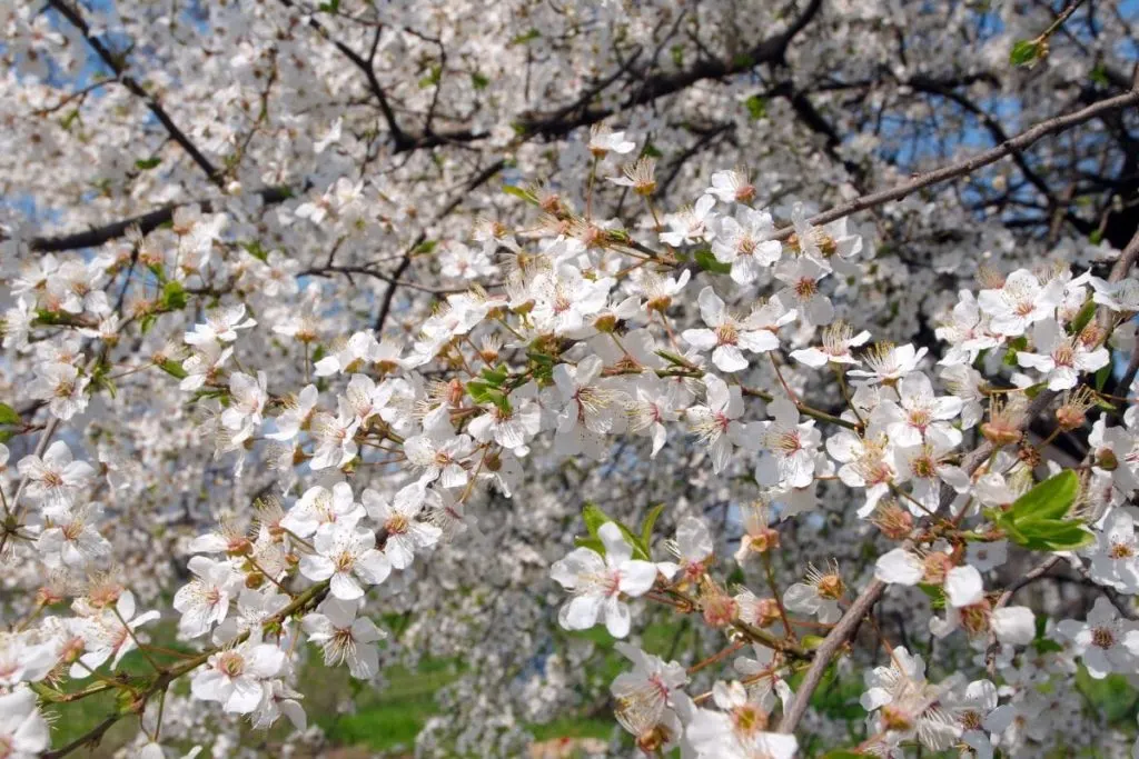 What-To-Know-About-The-Cherry-Tree-Prunus-avium