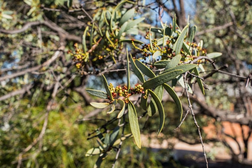 Most Expensive Tree Sandalwood Tree And Others