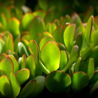 White-Spots-On-Jade-Plant_-Causes-And-Right-Solutions