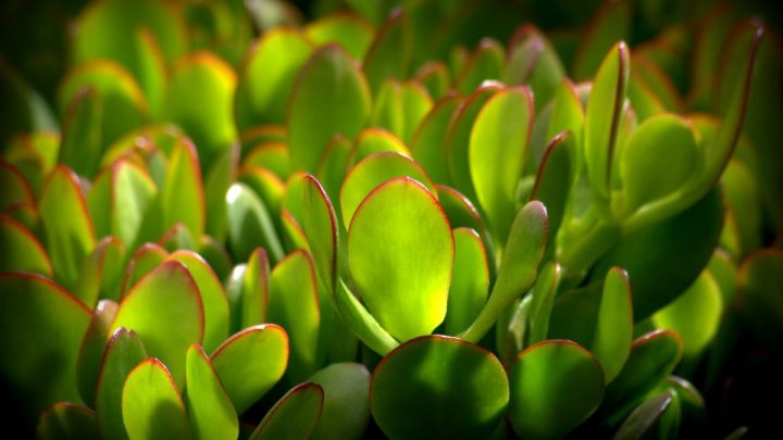 White Spots On Jade Plant: Causes And Right Solutions