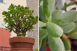 White Spots on Jade Plant Here’s What Causes Them and How to Fix It