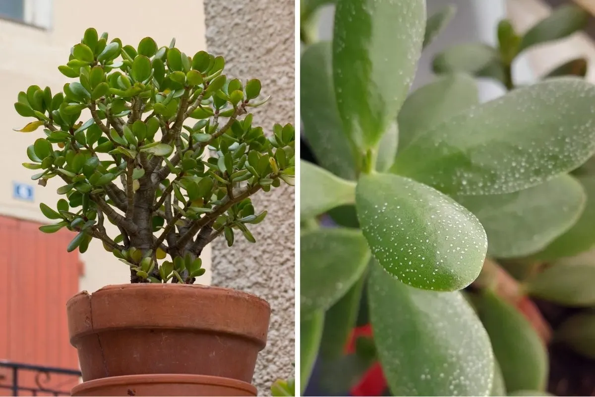 White Spots on Jade Plant Here’s What Causes Them and How to Fix It