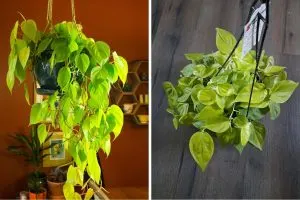 Why Everyone’s Talking About the Neon Philodendron