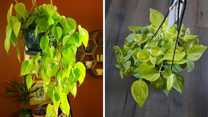 Why Everyone’s Talking About the Neon Philodendron (And How to Care for It)