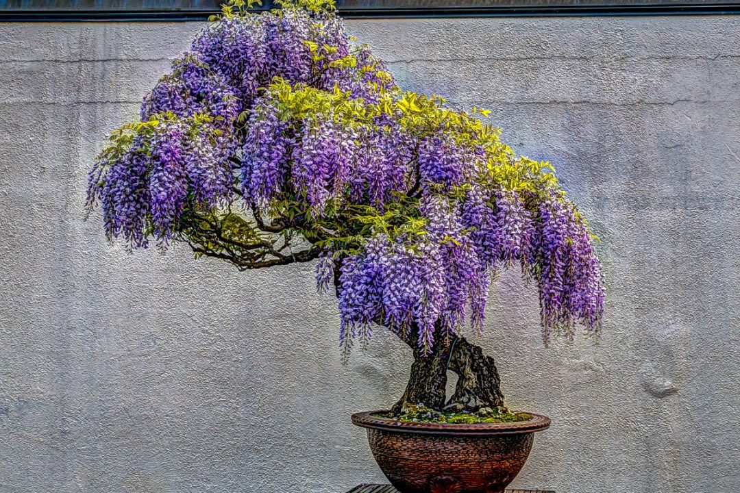 Dwarf Jacaranda Tree Care Guide For Jacaranda Bonsai Blue Plantisima