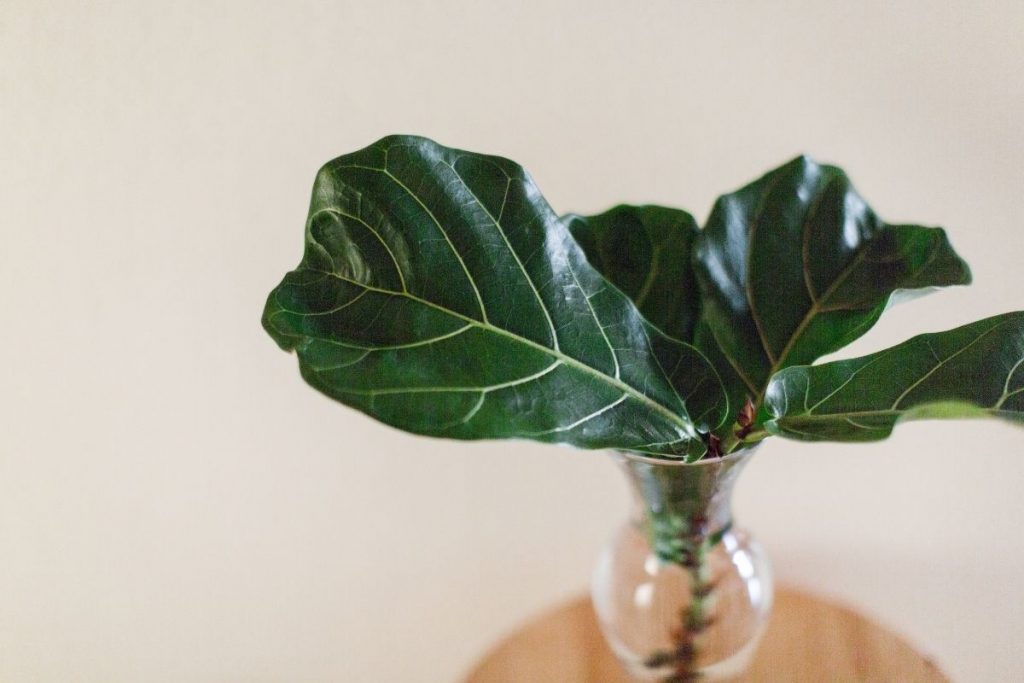 Wrapping-It-Up-fiddle-leaf-fig-propagation