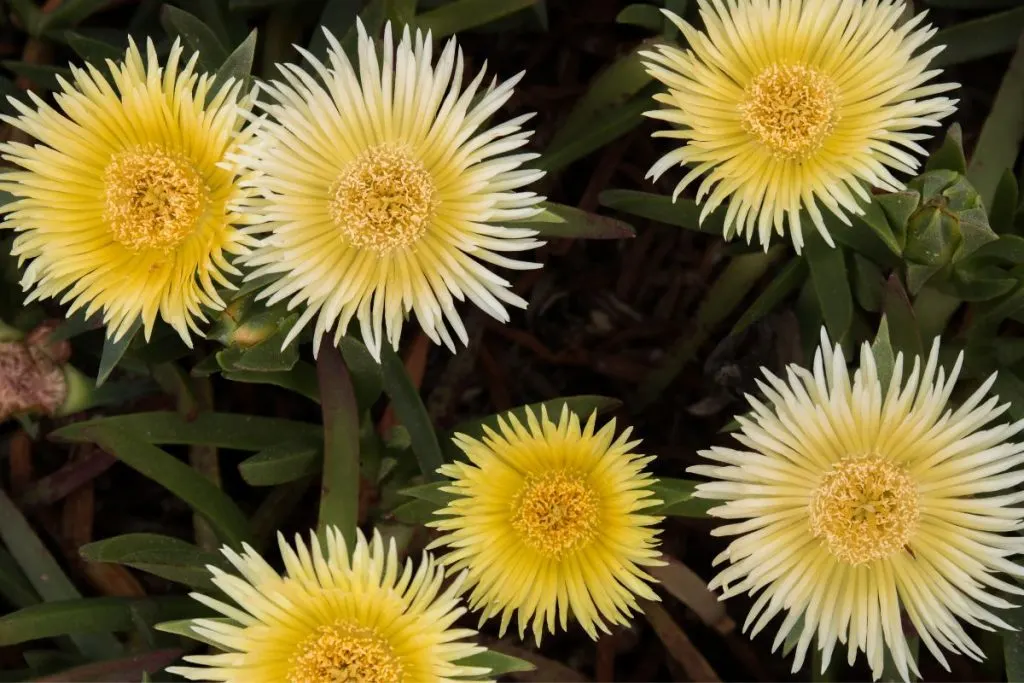 Yellow-Ice-Plants-Are-Amazing-Ground-Cover-Plants