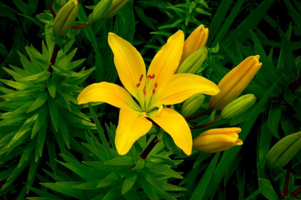 What To Do When Lilies Have Finished Flowering? Plantisima