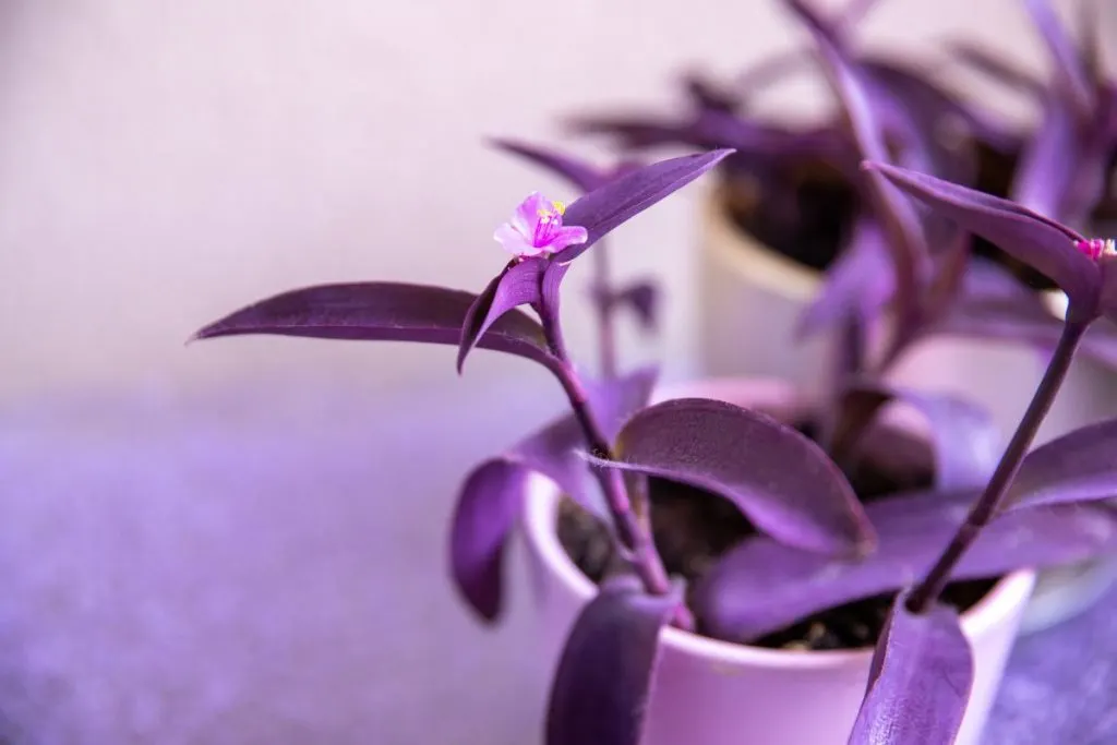 1.-Purple-Passion-Plant-Colorful-Houseplants