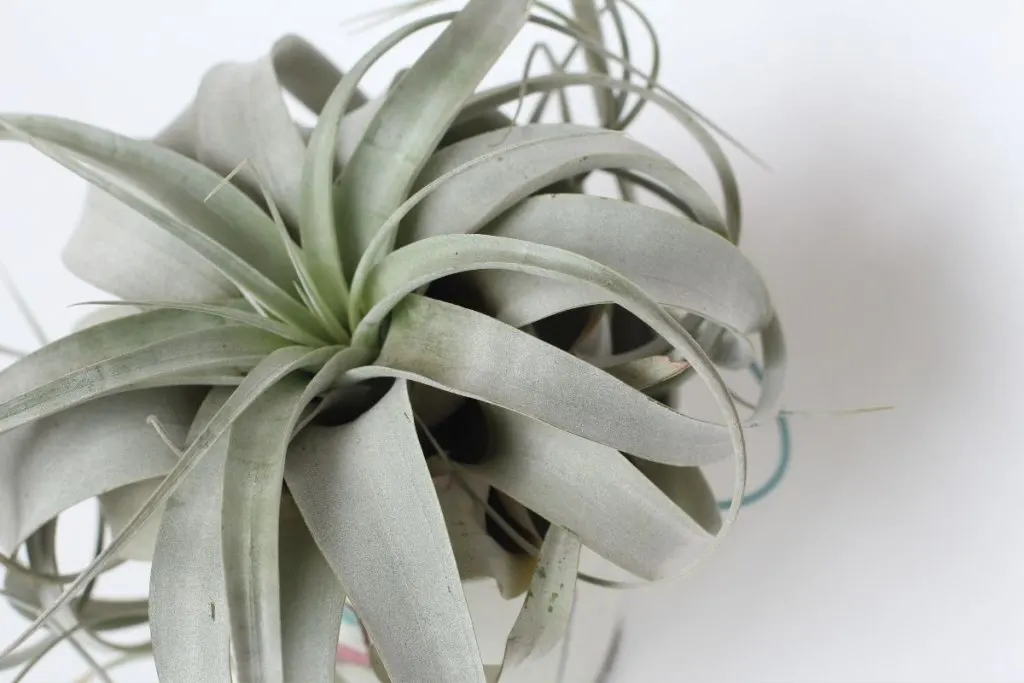 1.-Tillandsia