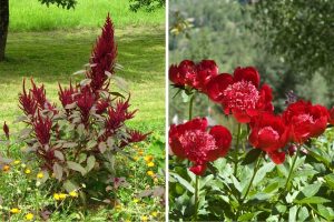 11 Stunning Plants with Red Stems for Your Garden