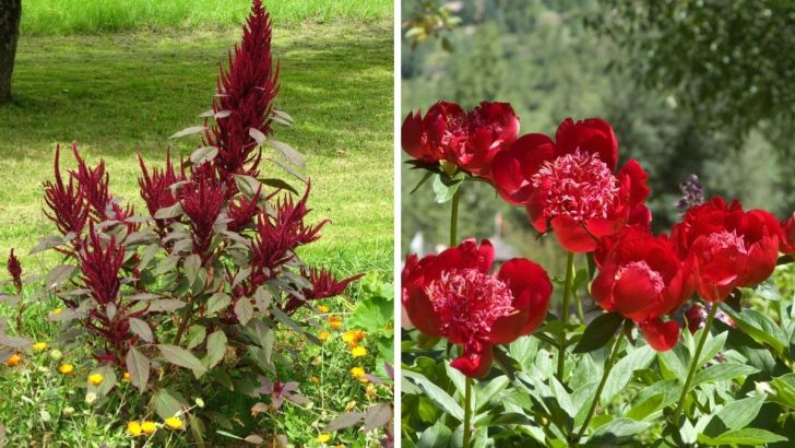 11 Stunning Plants with Red Stems for Your Garden