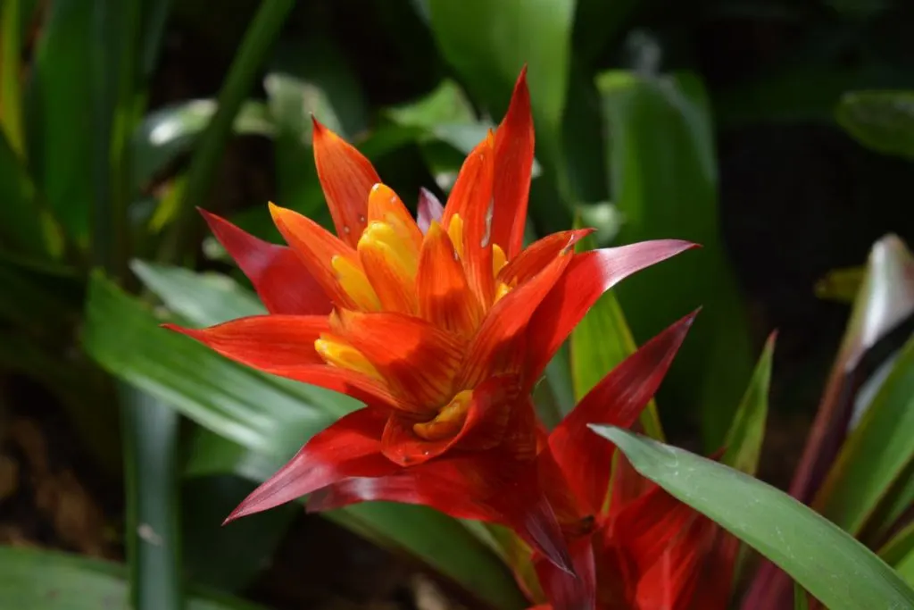 16.-Bromeliads-Plants