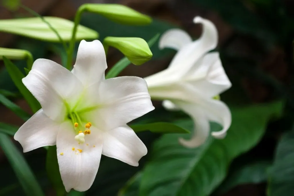 2.-Easter-Lilies-Flower-Type