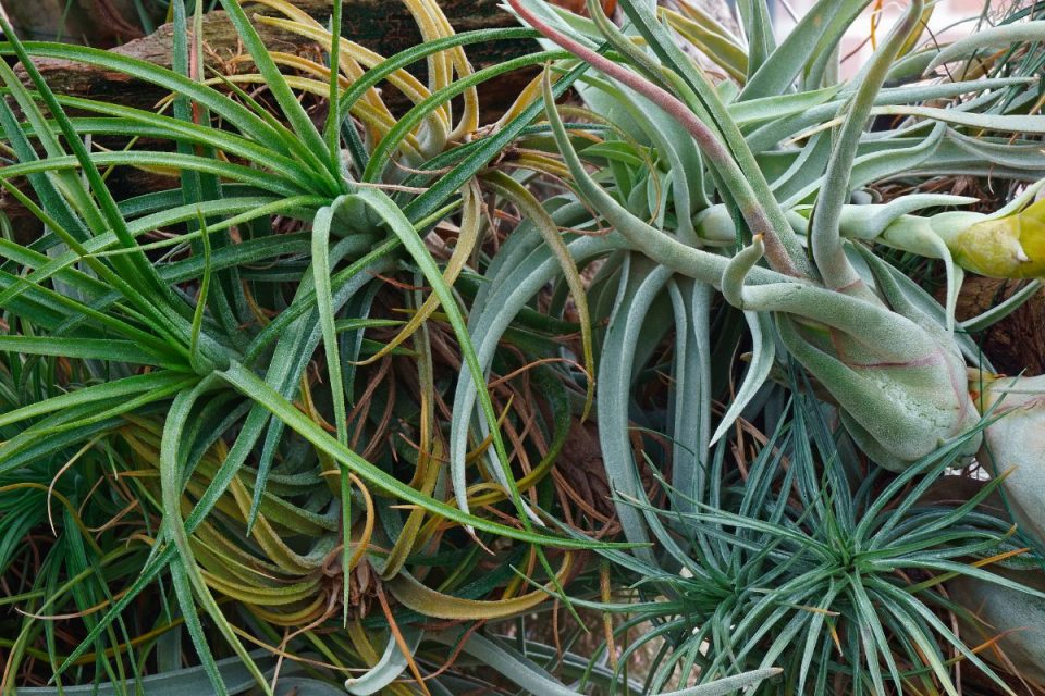 How Long Do Air Plants Live Air Plants Life Cycle And More Plantisima