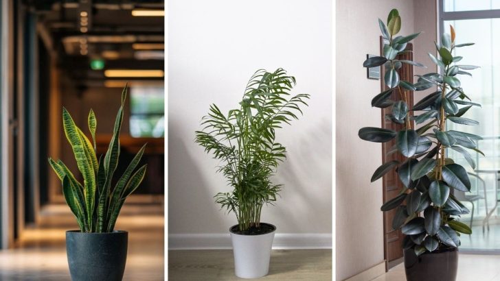 25 Perfect Office Plants for Spaces with No Natural Light