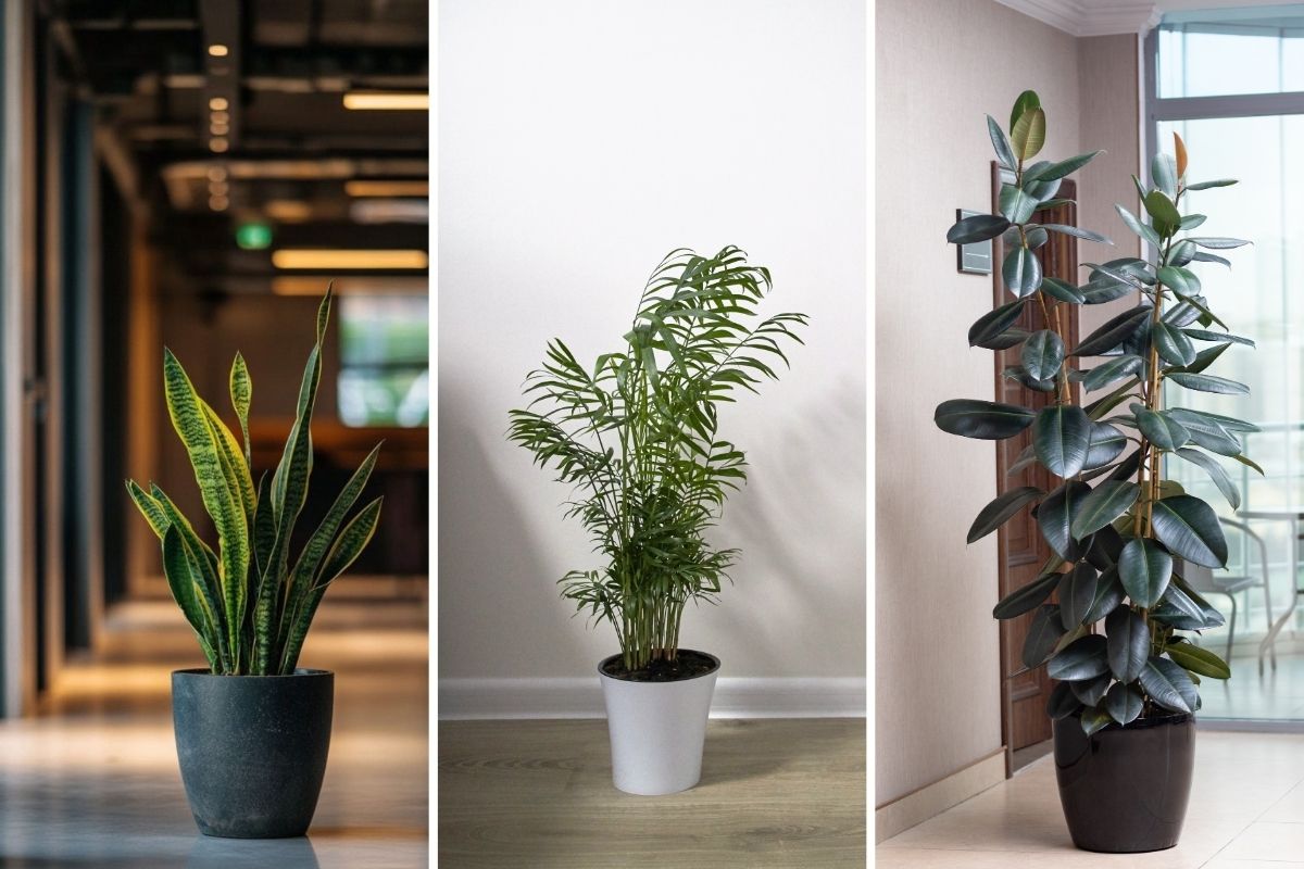 25 Perfect Office Plants for Spaces with No Natural Light