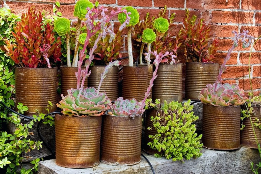 How To Keep Plants Warm In Winter 7 Ways For Plants To Survive Winter
