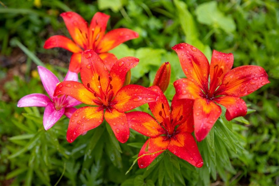 What To Do When Lilies Have Finished Flowering? Plantisima