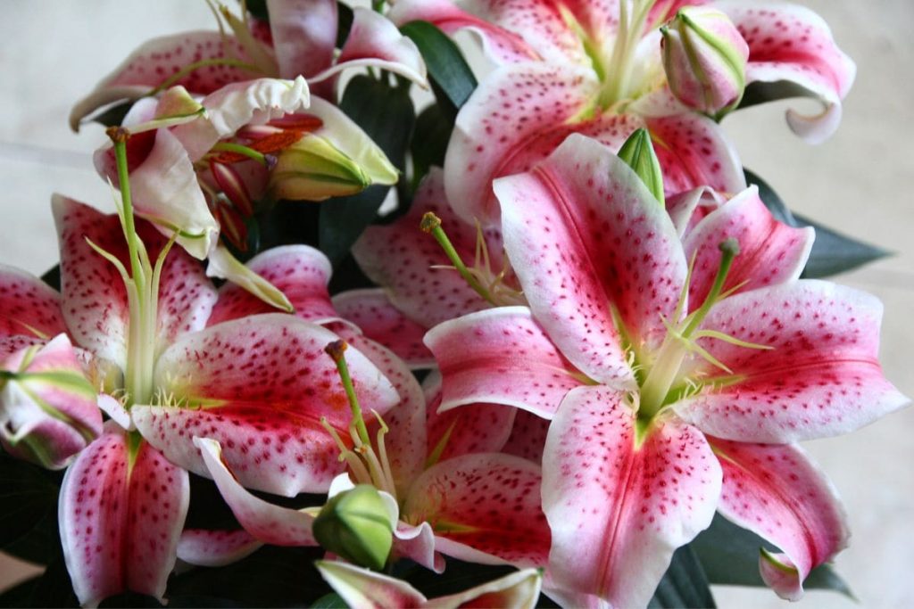 4.-Oriental-Lilies-Are-Amazing-Too