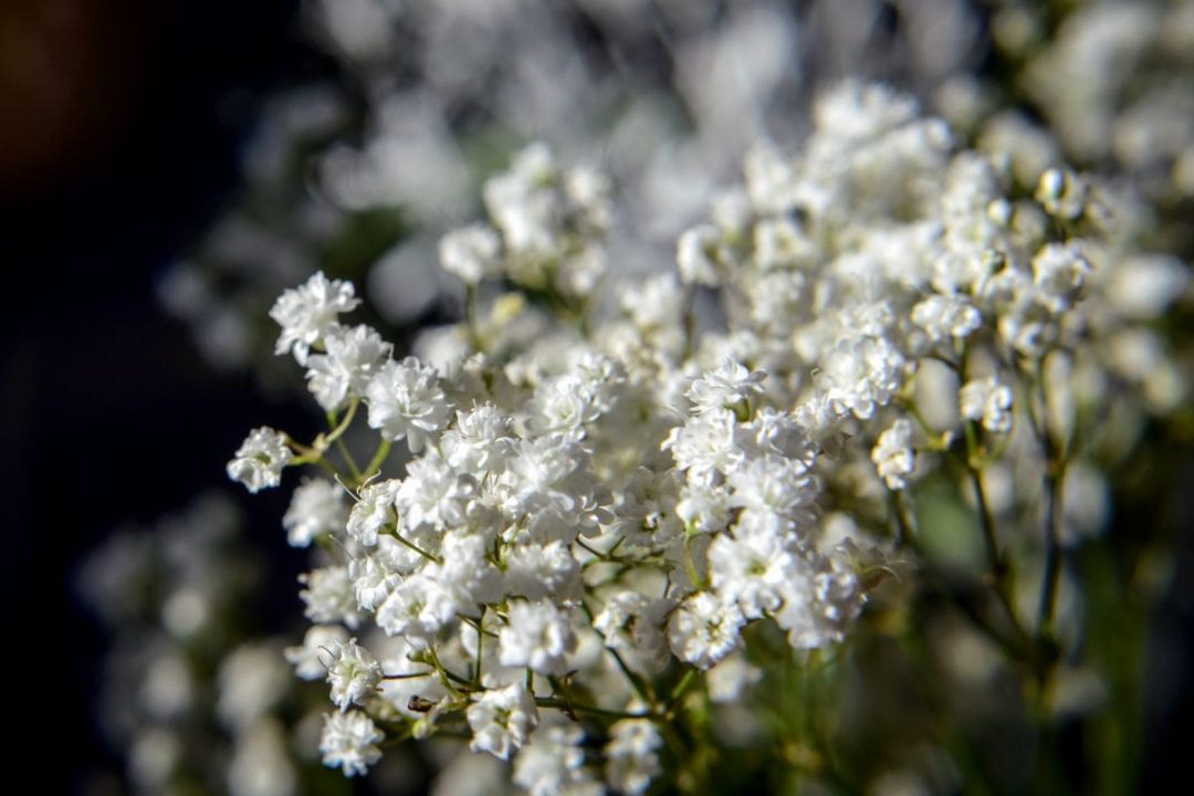 How Long Does Baby's Breath Last: Babies Breath Care Guide - Plantisima