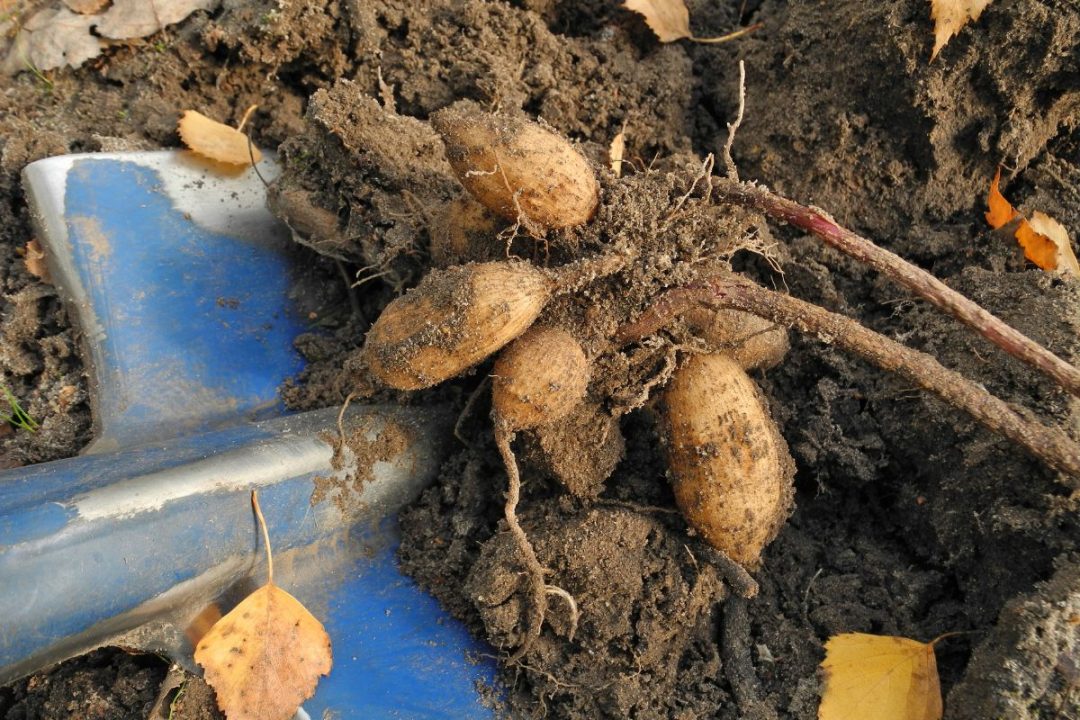 How To Tell If Dahlia Tubers Are Dead Simple Ways To Recognize Dead