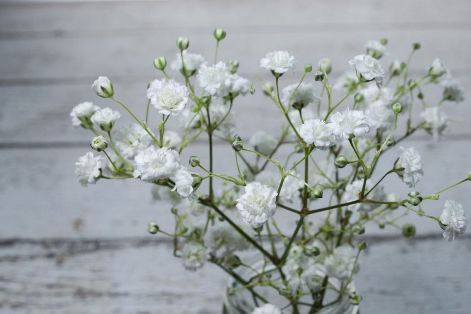 How Long Does Baby's Breath Last Babies Breath Care Guide Plantisima