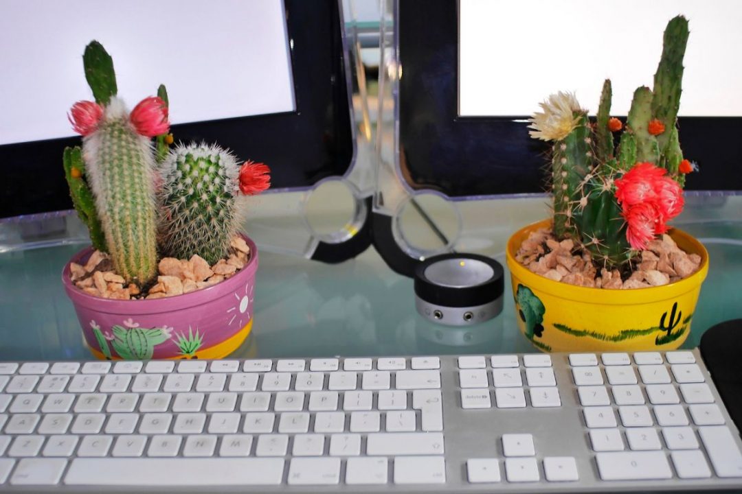 Best Plants For Office With No Windows 25 Office Plants Varieties Plantisima