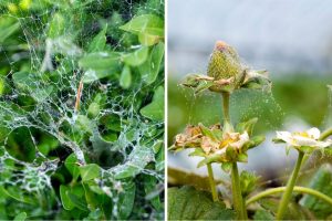 9 Effective Ways to Eliminate Spider Mites While Plants Are Flowering