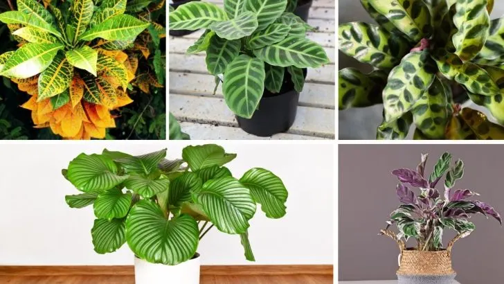 9 Prayer Plants to Grow at Home, from Classic to Rare