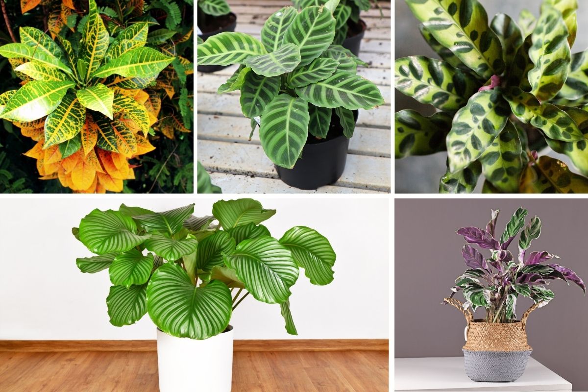 9 Prayer Plants to Grow at Home, from Classic to Rare