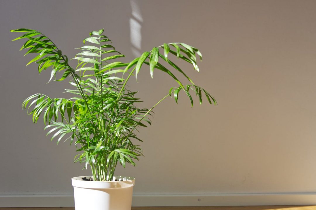 Best Plants For Office With No Windows 25 Office Plants Varieties