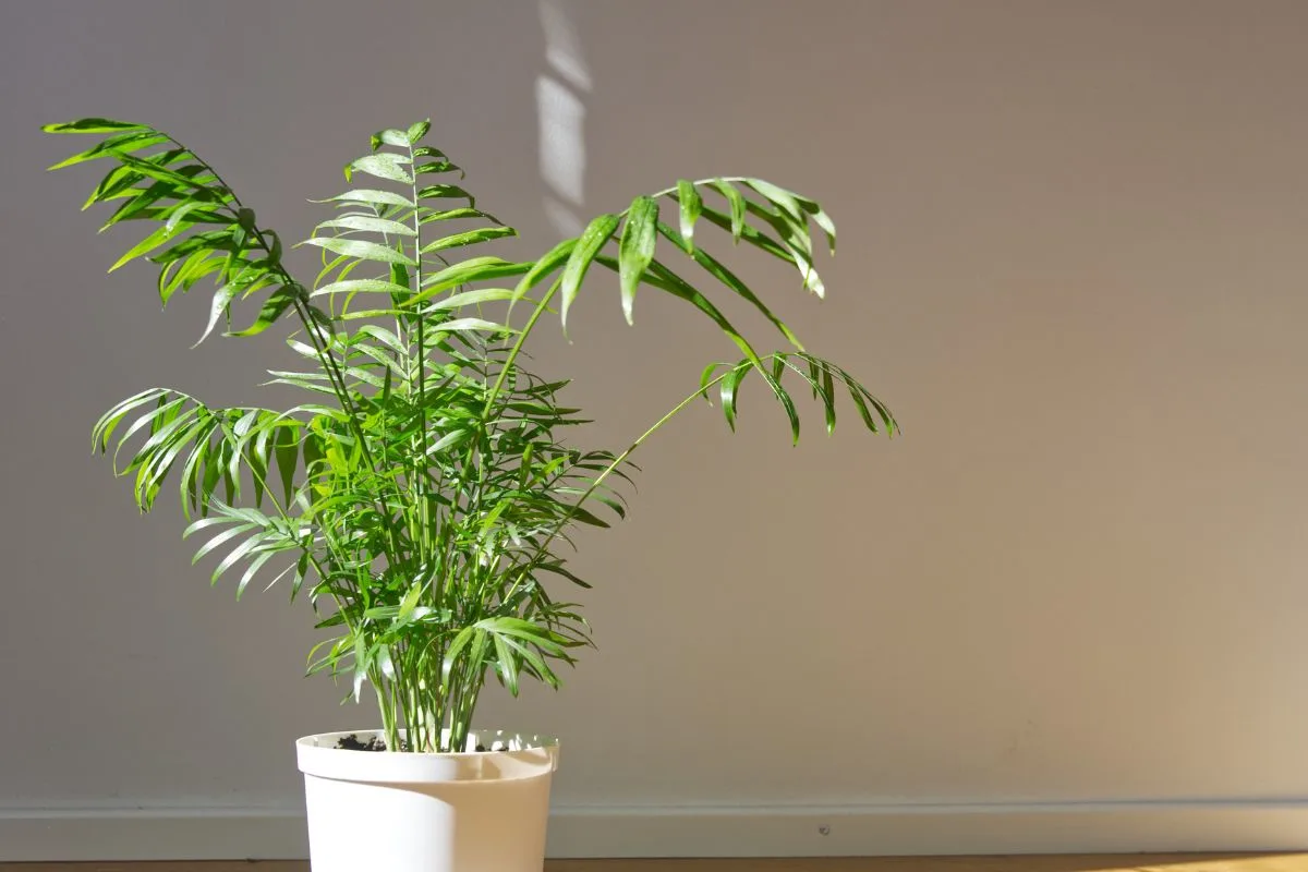 9.-Parlor-Palm-Best-Plants-For-Office-With-No-Windows