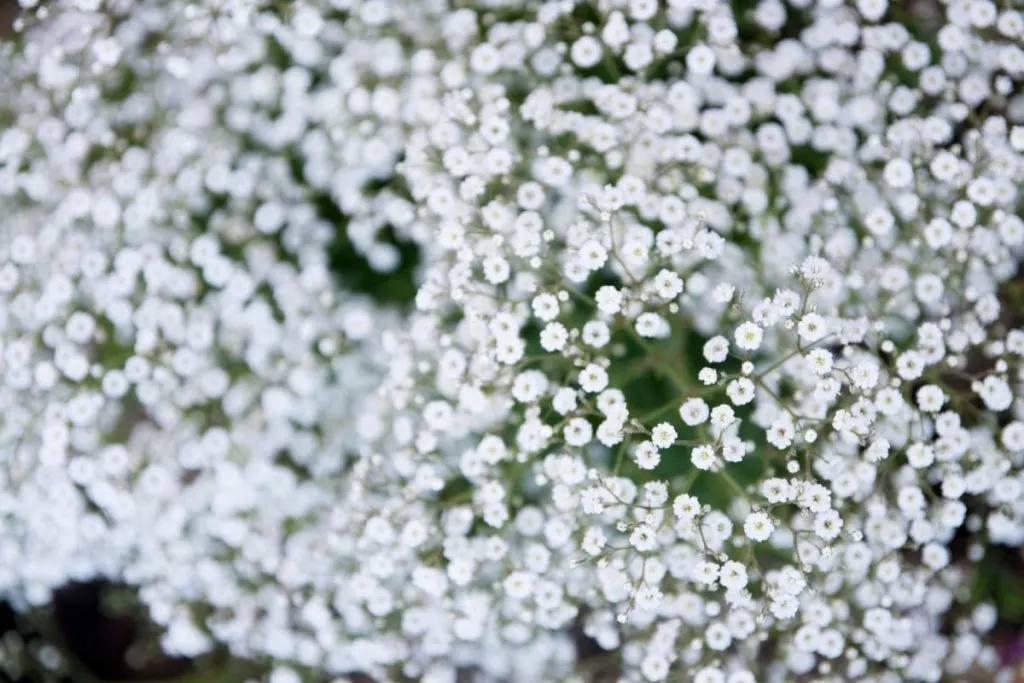 9.-Pruning-Babys-Breath-Flowers