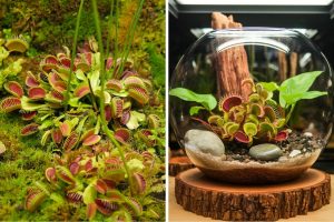 A Beginner’s Guide to Caring for a Venus Fly Trap Terrarium