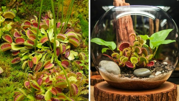 A Beginner’s Guide to Caring for a Venus Fly Trap Terrarium