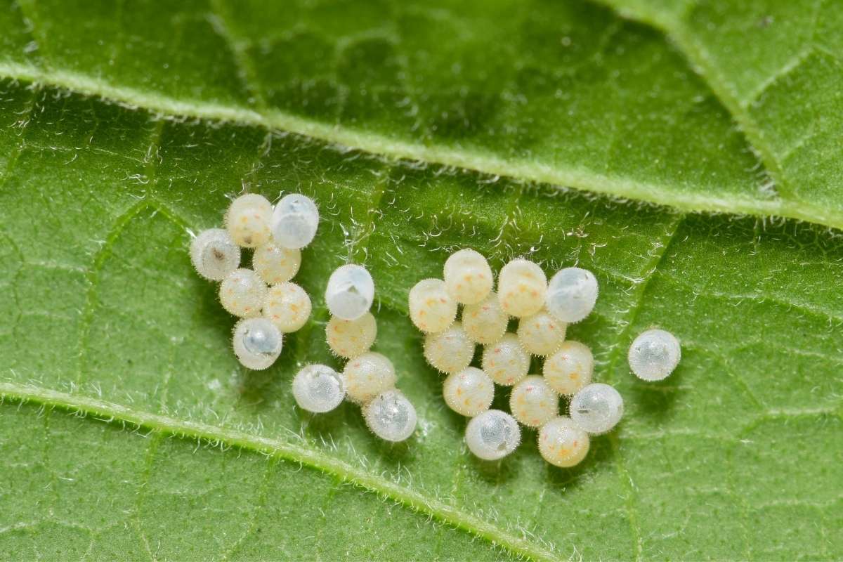 A batch of unknown insect eggs on a Maple leaf.