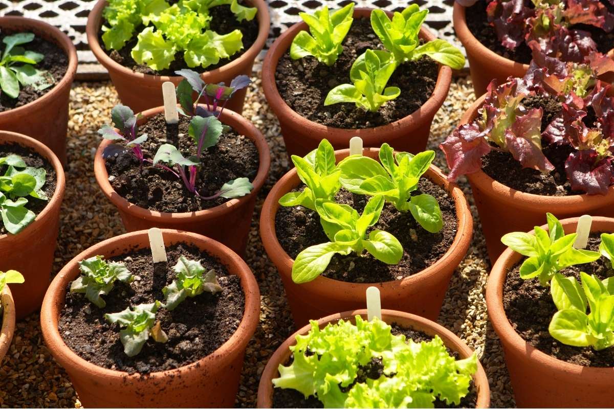 A range of potted lettucep lants