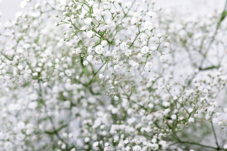 How Long Does Baby's Breath Last: Babies Breath Care Guide - Plantisima