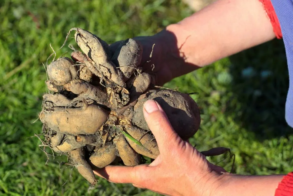 About-Dahlia-Tuber-Plant